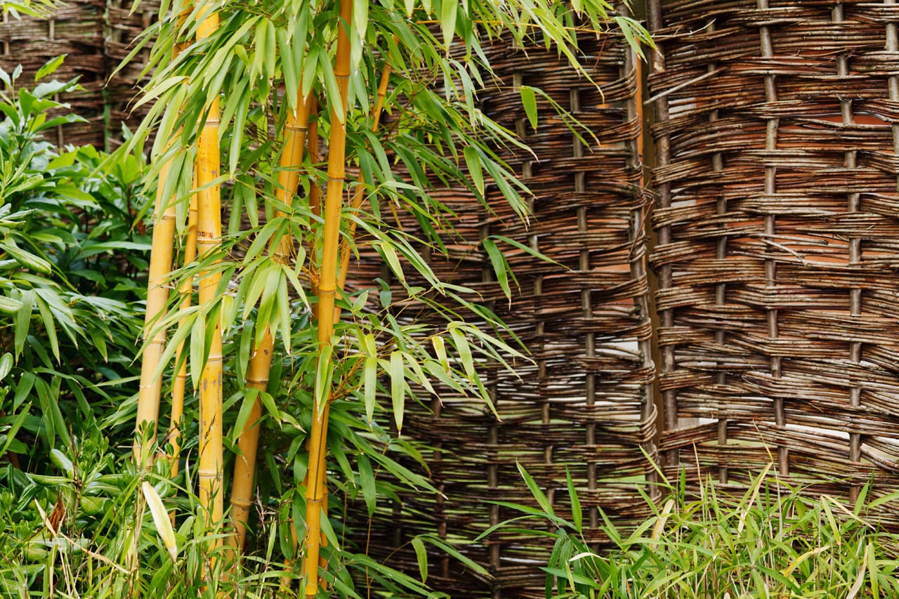 Cómo eliminar bambú del jardín sin que rebrote