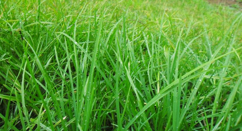 Cómo eliminar la hierba del jardín sin arruinar el suelo