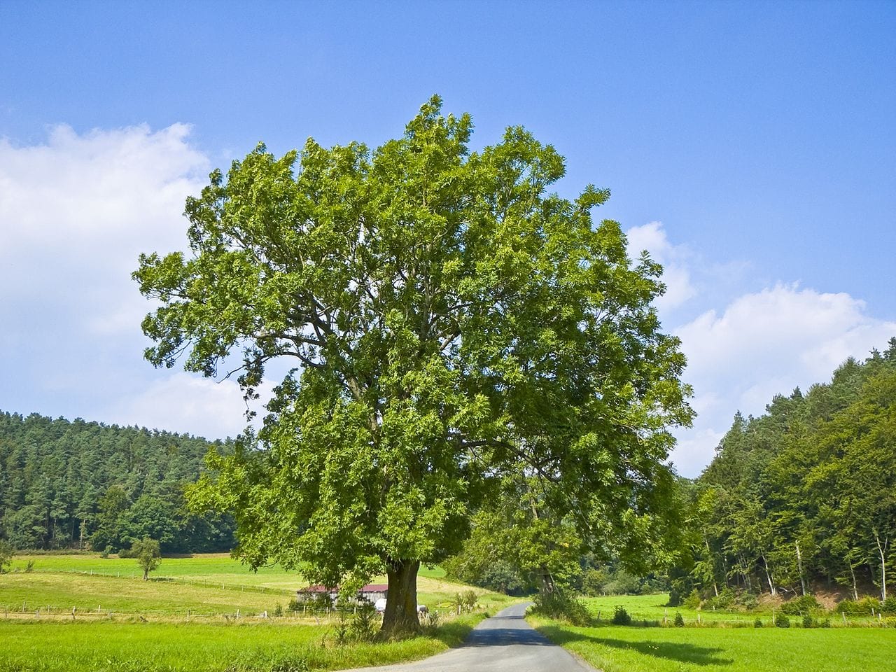 Cómo enderezar un árbol inclinado sin dañar sus raíces