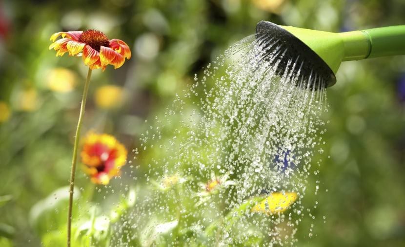 Regar las plantas en primavera