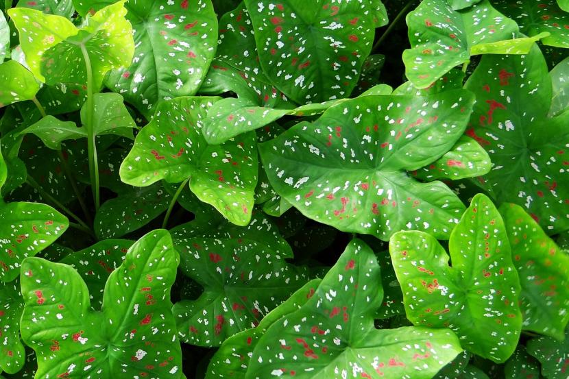 Caladium