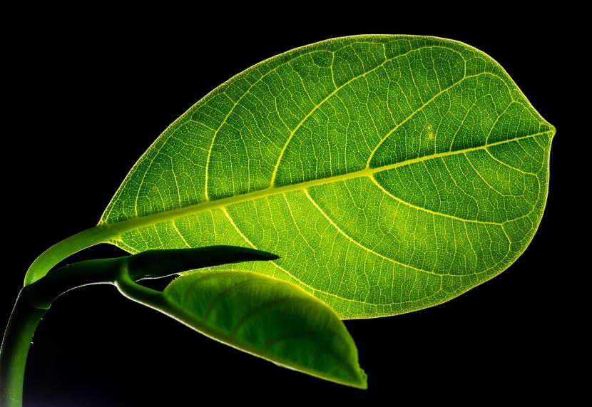 Cómo expulsan el agua las plantas: estomas y gutación