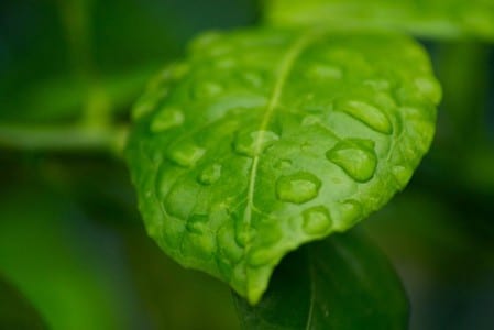 Envés de una hoja, donde se concentran la mayoría de los estomas