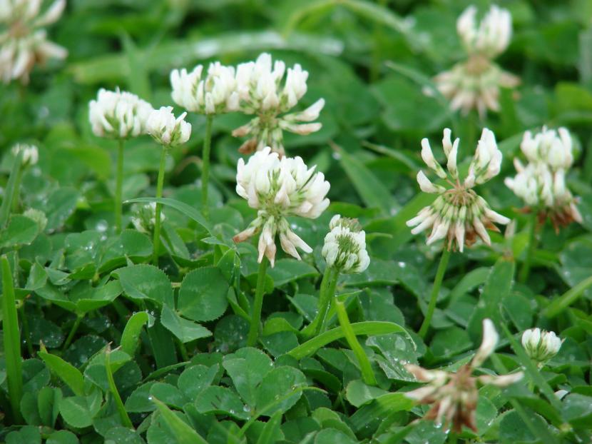 Trifolium repens