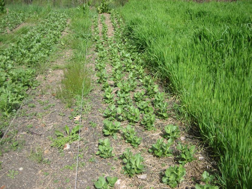 Abono verde: qué es, qué plantas usar y cómo hacerlo