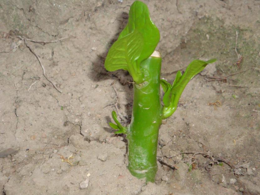 Esquejes en agua: qué plantas enraízan y cómo trasplantarlos