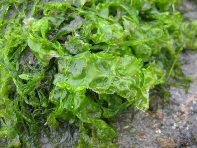 Lechuga de mar
