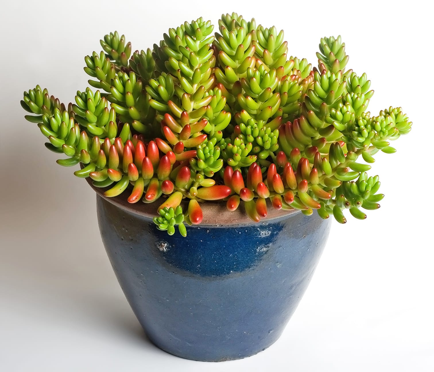 Cómo hacer que las plantas crezcan más rápido: guía práctica