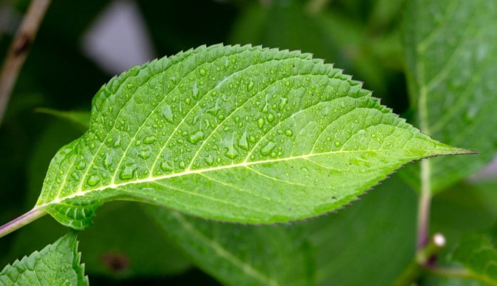 Hojas verdes sanas tras un abonado foliar