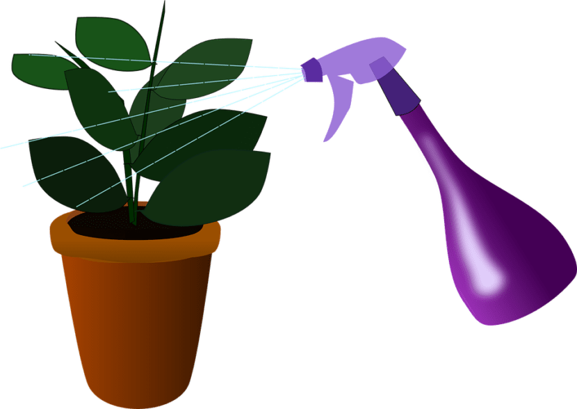 Pulverizando abono foliar sobre las hojas