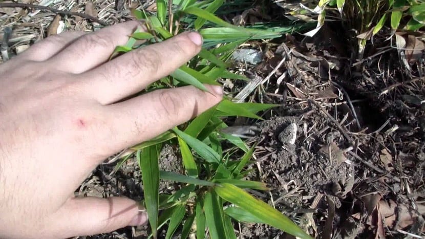 Siembra de plantas