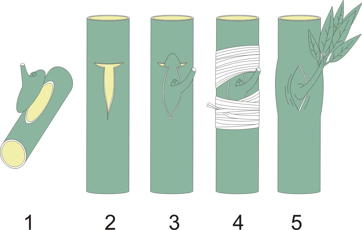 Injerto de yema: cuándo y cómo hacerlo paso a paso