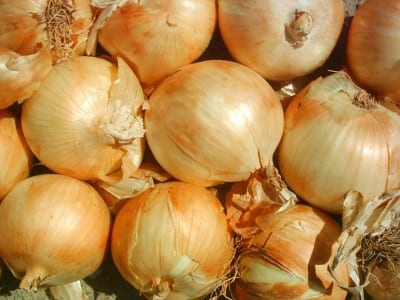 Cebolla, segundo ingrediente del preparado repelente