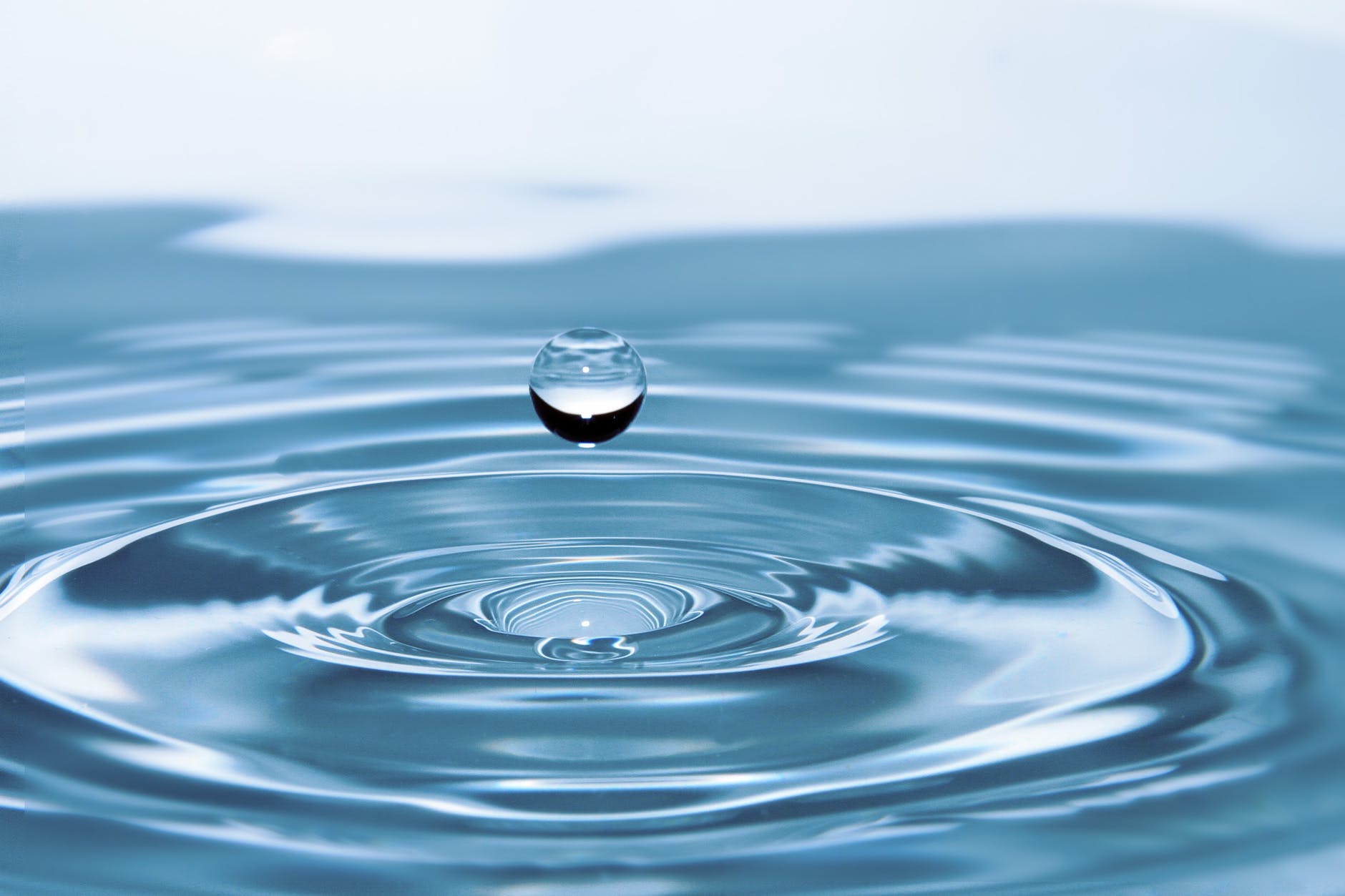 Usa agua destilada para regar tus carnívoras