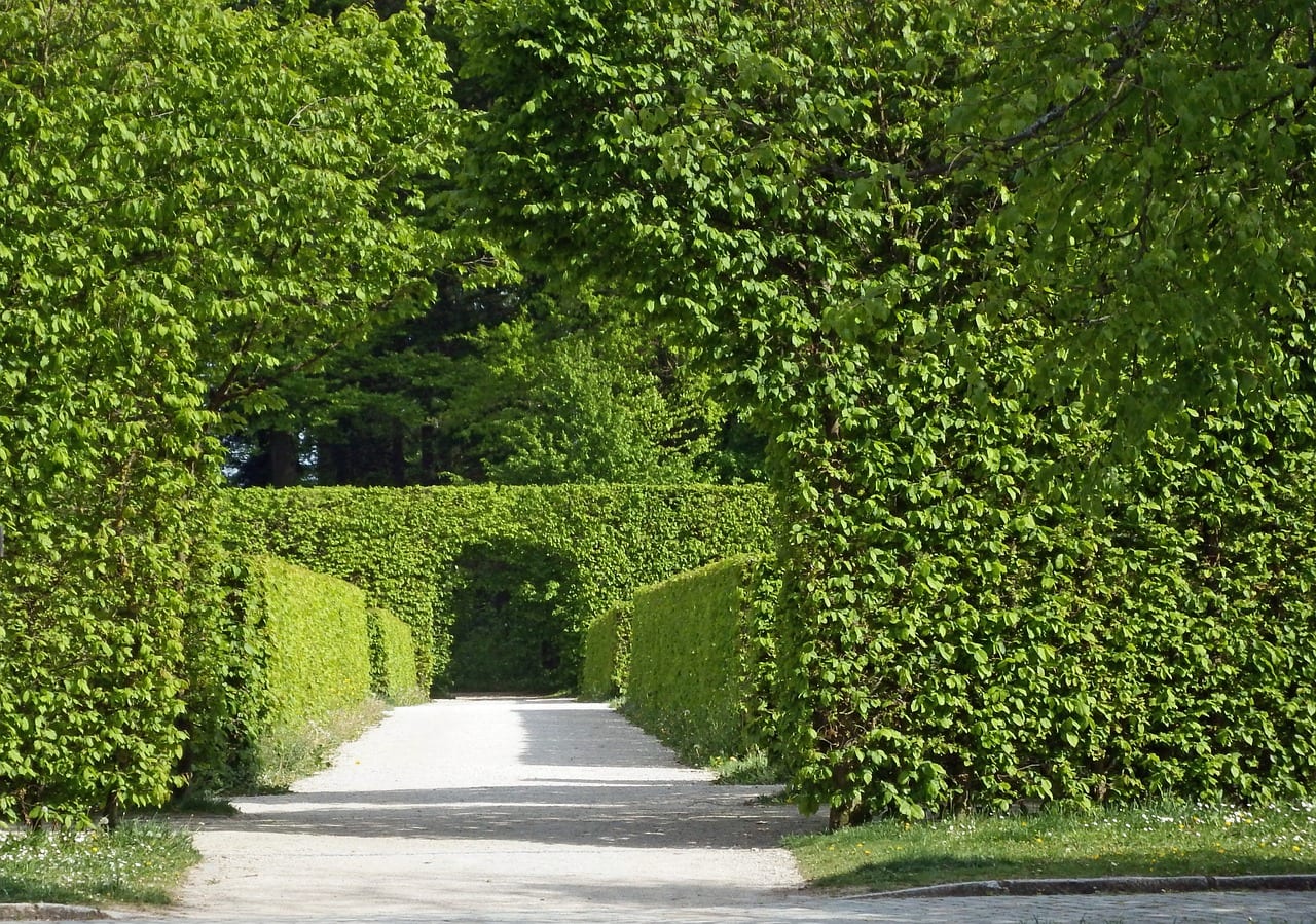 Seto cortaviento: diseño, especies y plantación paso a paso