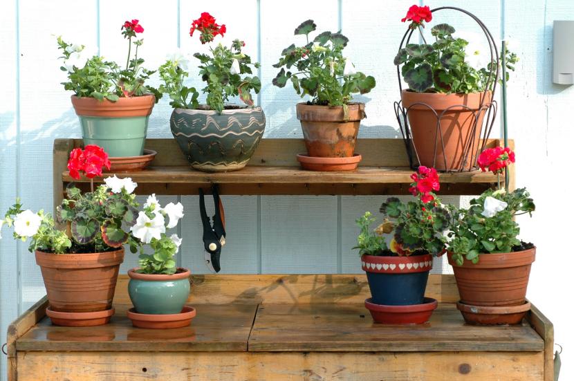Plantas en maceta