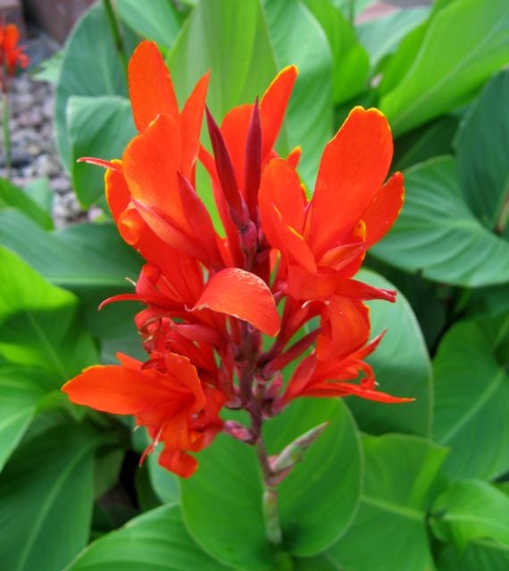 Canna indica en flor