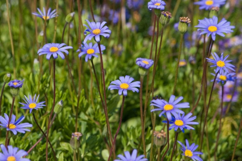Flores azules para borduras