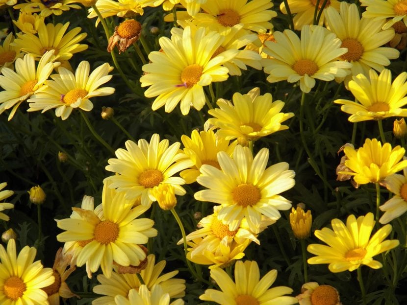 Flores amarillas para jardín