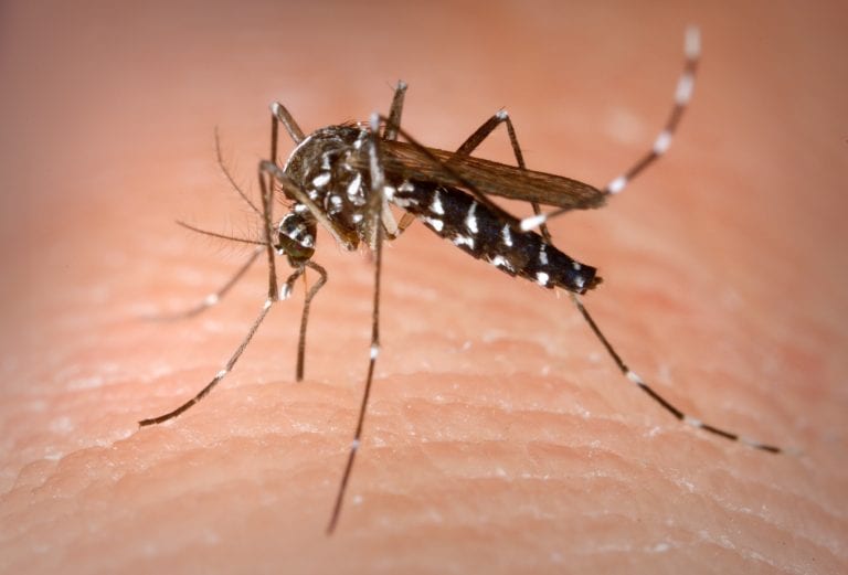 Mosquito tigre posado