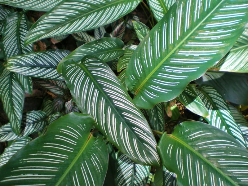 Limpiar las hojas de las plantas sin dañarlas