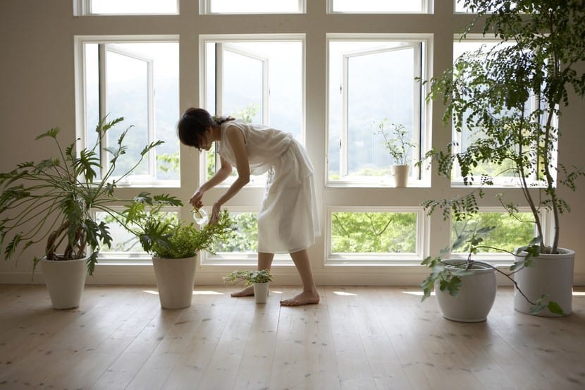 Limpieza de plantas