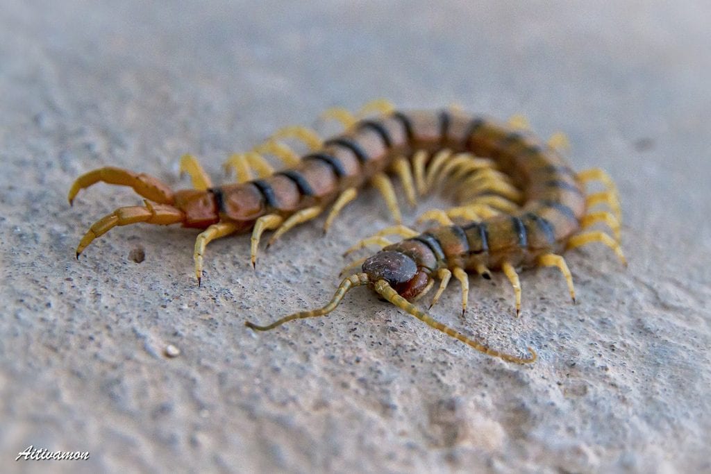 Escolopendra