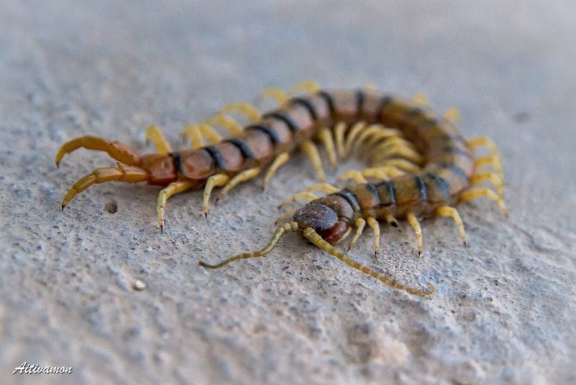 Escolopendra mediterránea sobre el suelo