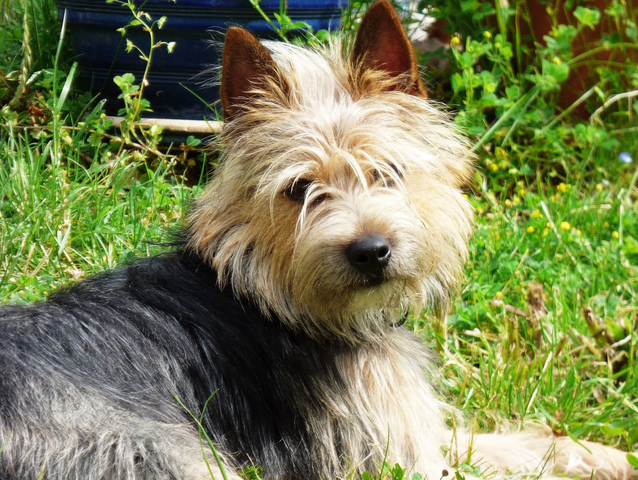 Perro tumbado en un jardín con césped y plantas