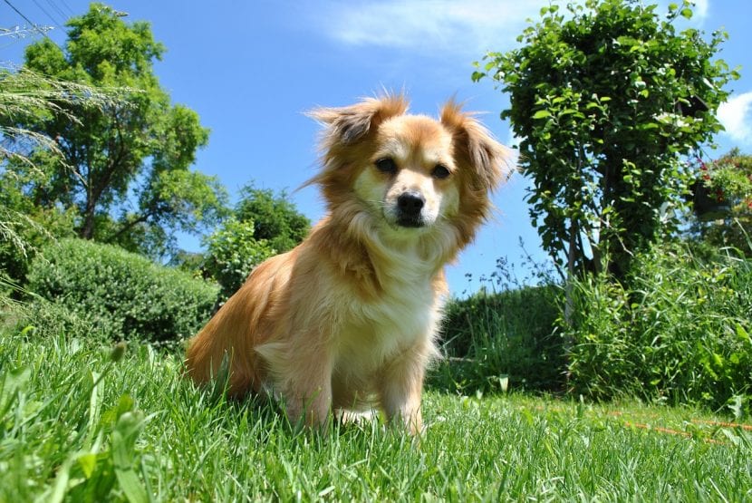 Perro joven en un jardín
