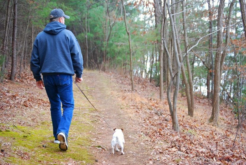 Perro paseando por el campo