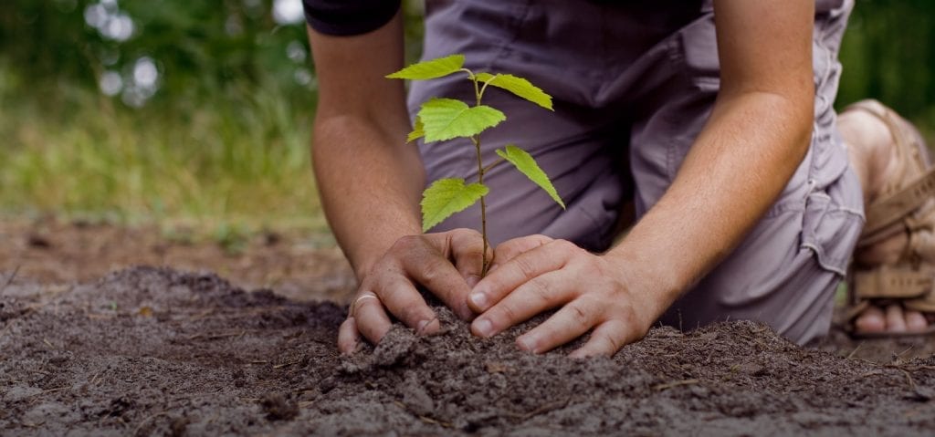 Árbol joven plantado