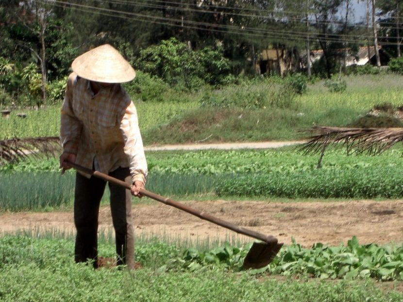 Hombre quitando las hierbas con azada