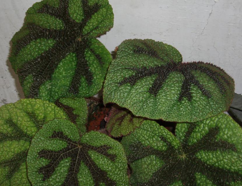Begonia masoniana