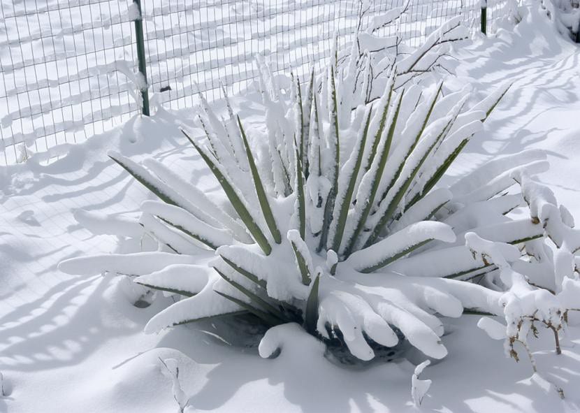 Yucca en la nieve
