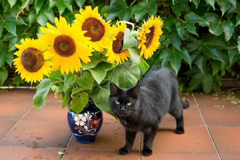Girasol y gato negro
