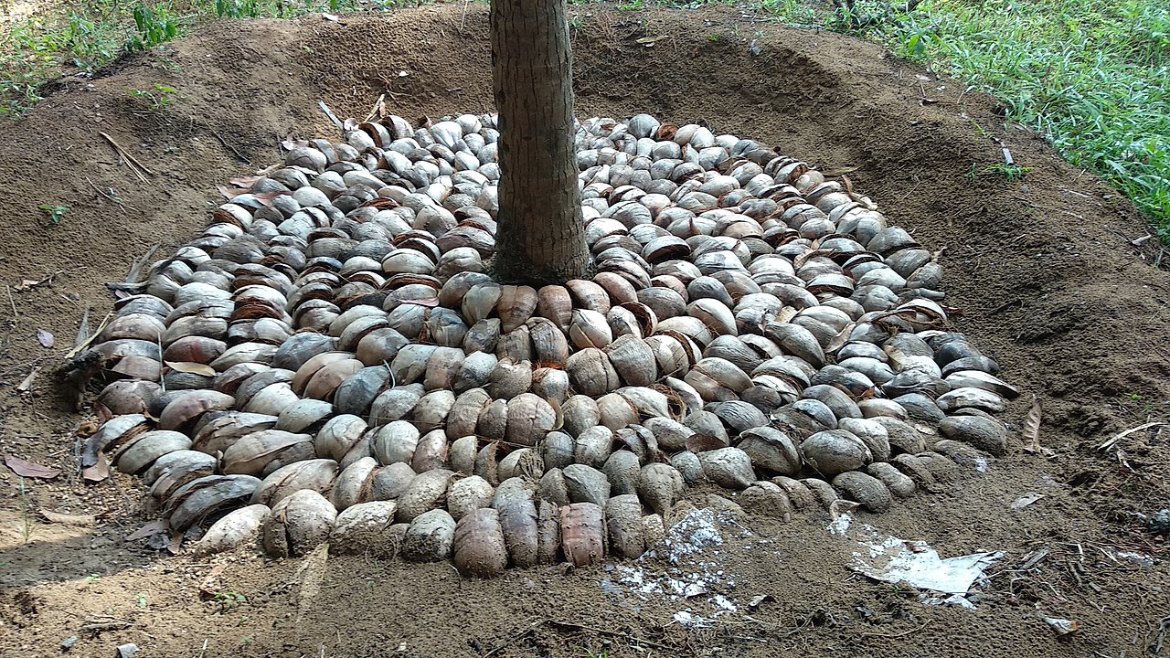 Pon un acolchado para proteger las raíces