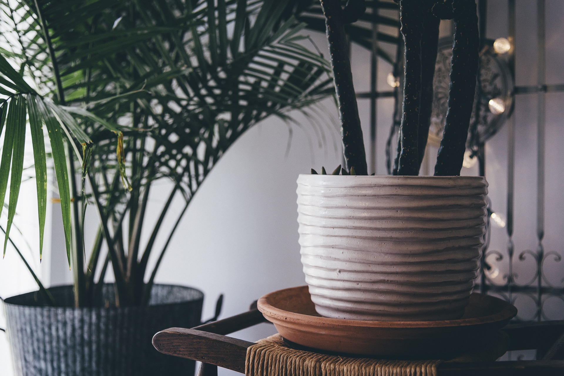 Las plantas de interior son delicadas