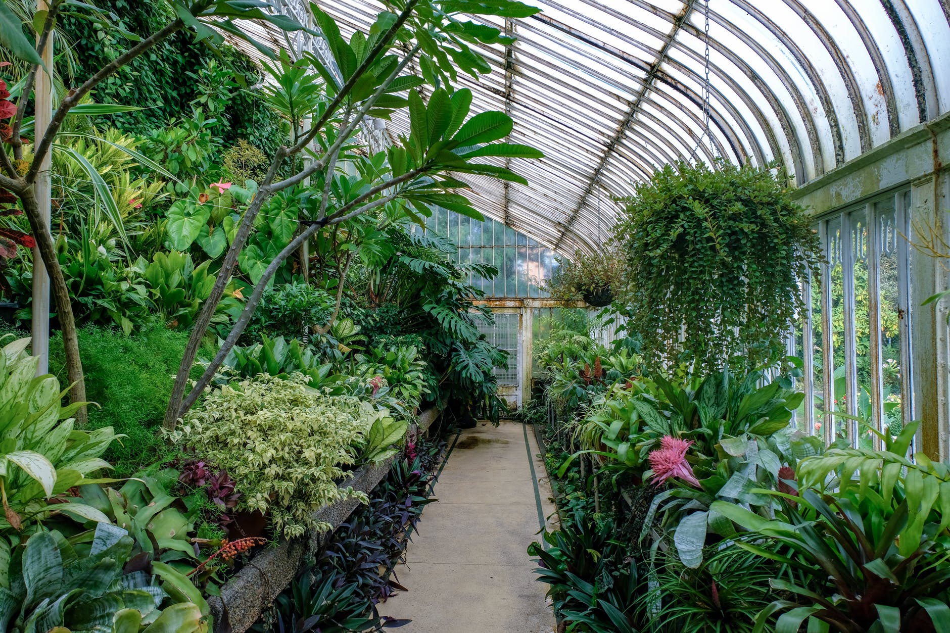 Protege tus plantas en invernadero