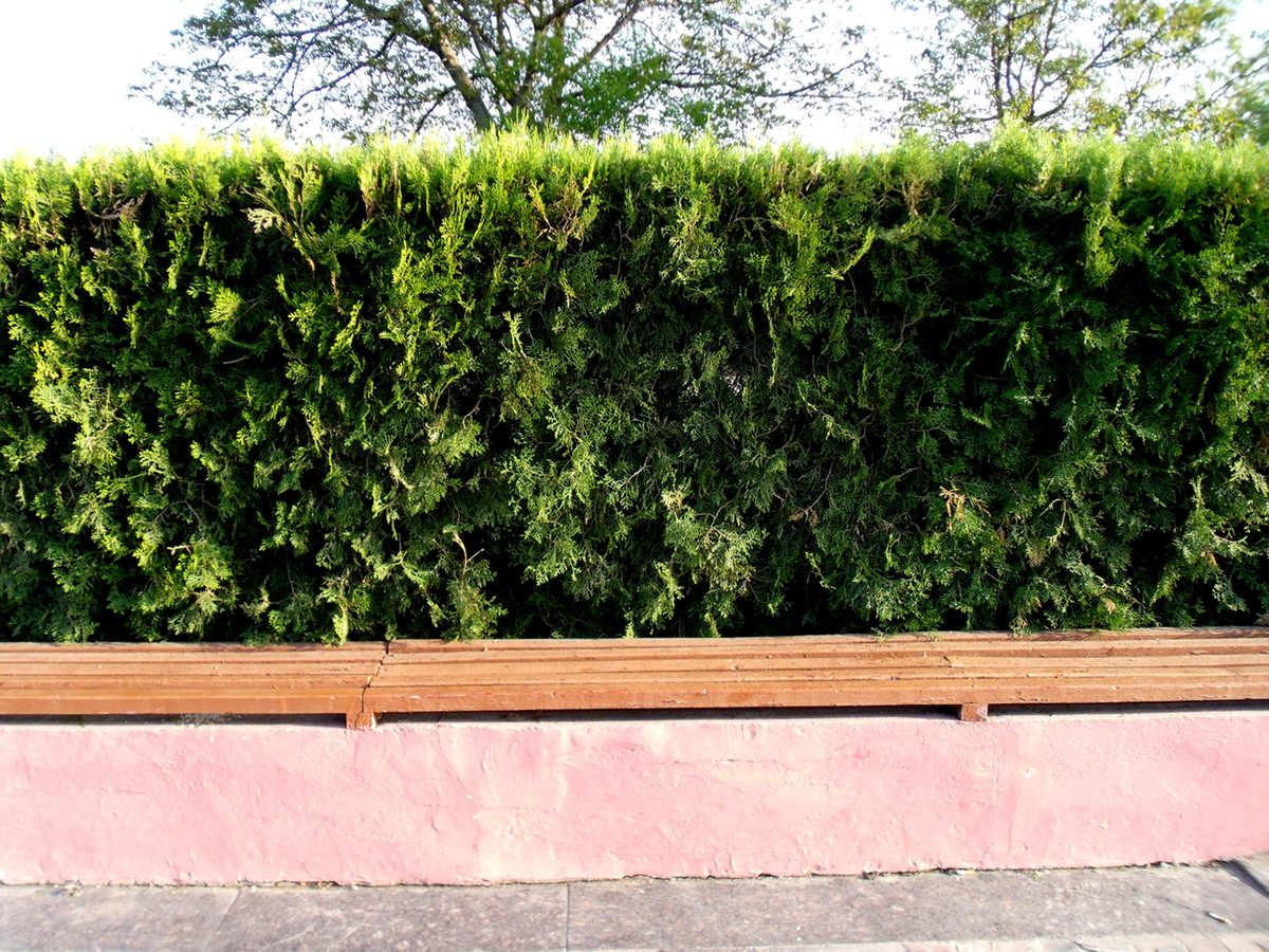 Proteger las plantas del viento: setos, mallas y velos