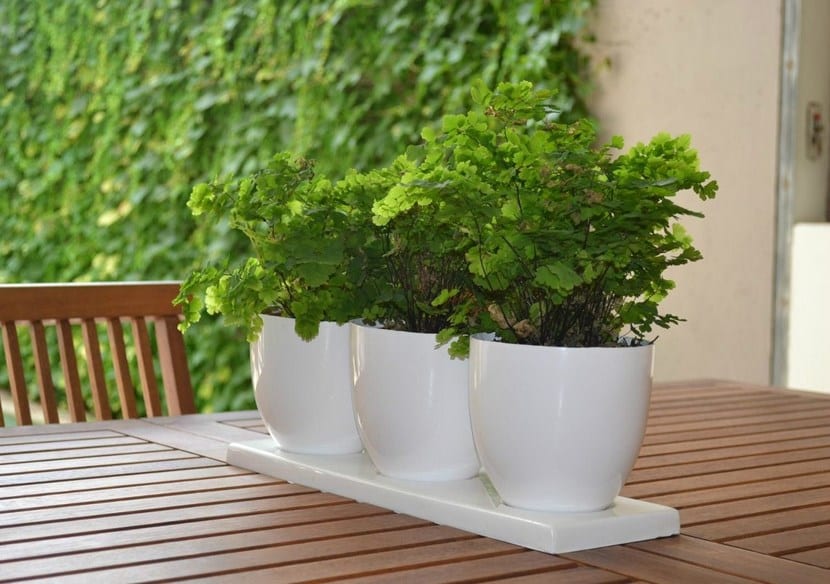 Macetas con plantas