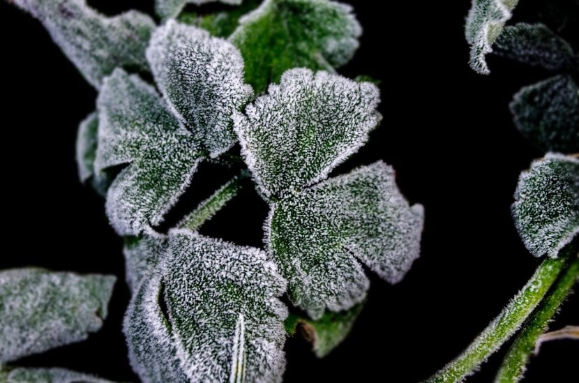 Planta congelada