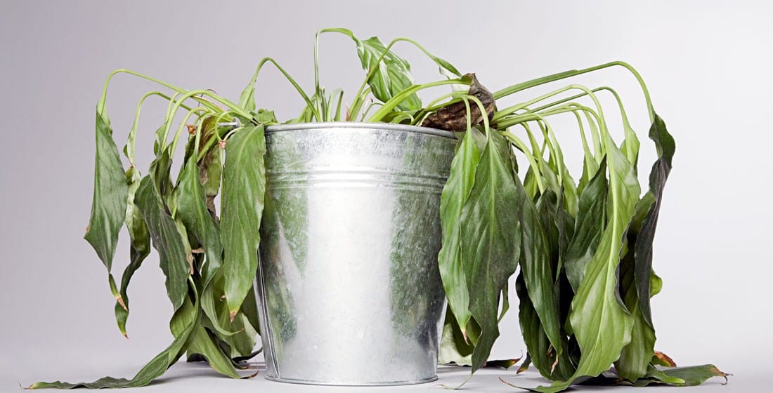 Cómo recuperar una planta seca paso a paso