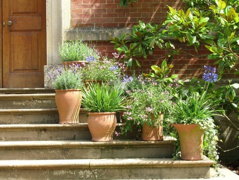 Plantas en maceta de terracota
