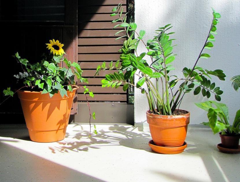 Falta de agua en plantas: síntomas y cómo distinguirlos