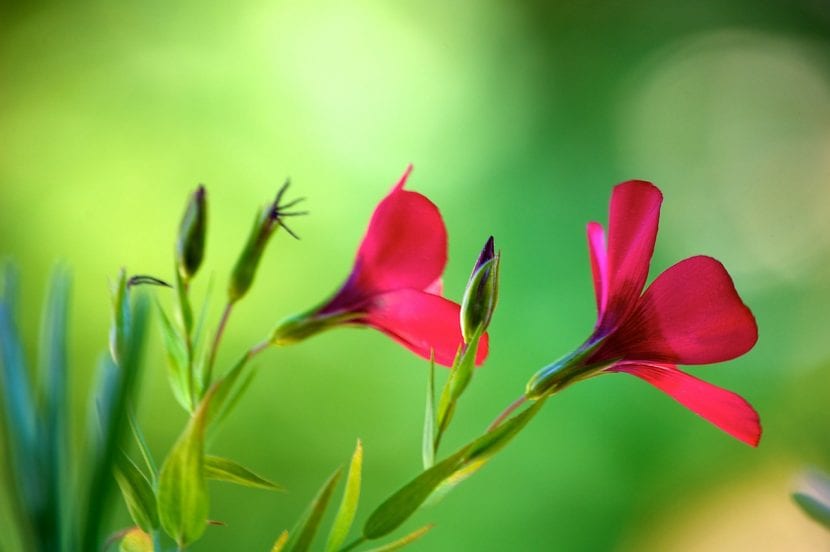Flores rojas en el campo