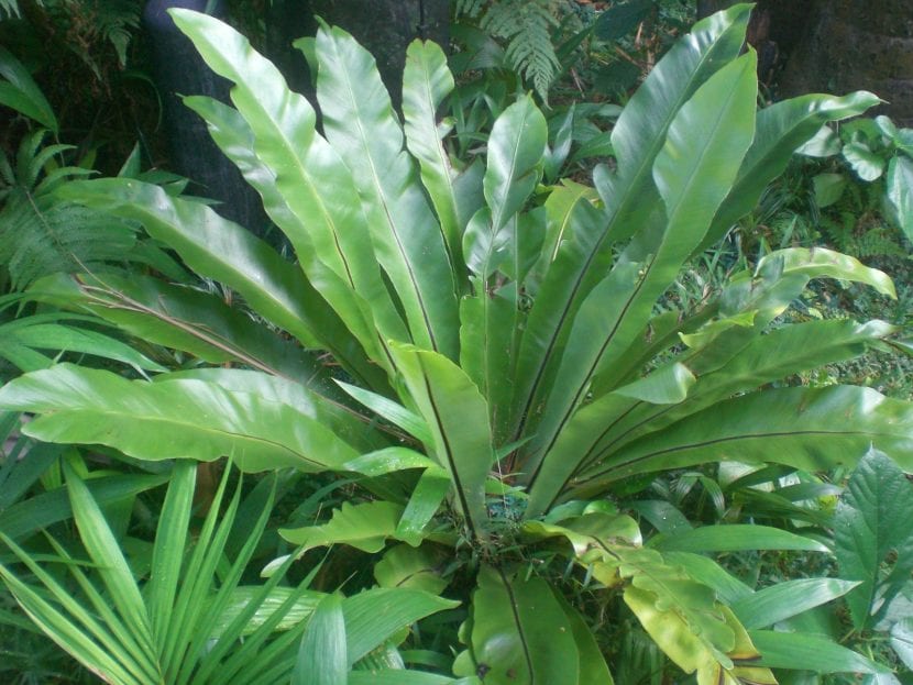 Helecho en jardín