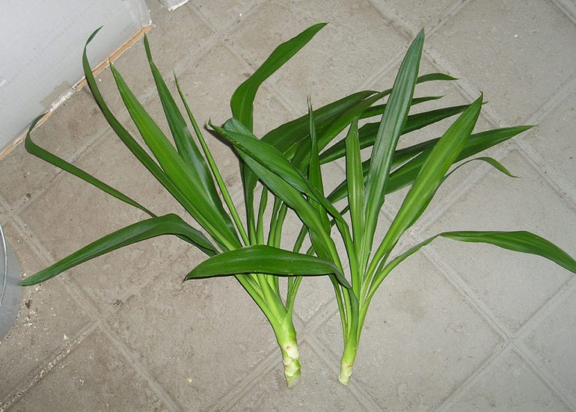 Esquejes de Yucca
