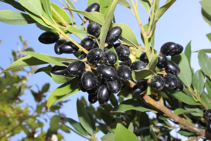 Laurel con frutos
