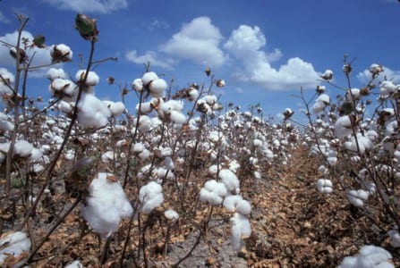 Cultivo de algodón con las cápsulas abiertas